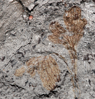 Illustration for article titled This could be the earliest flowering plant ever found in North America